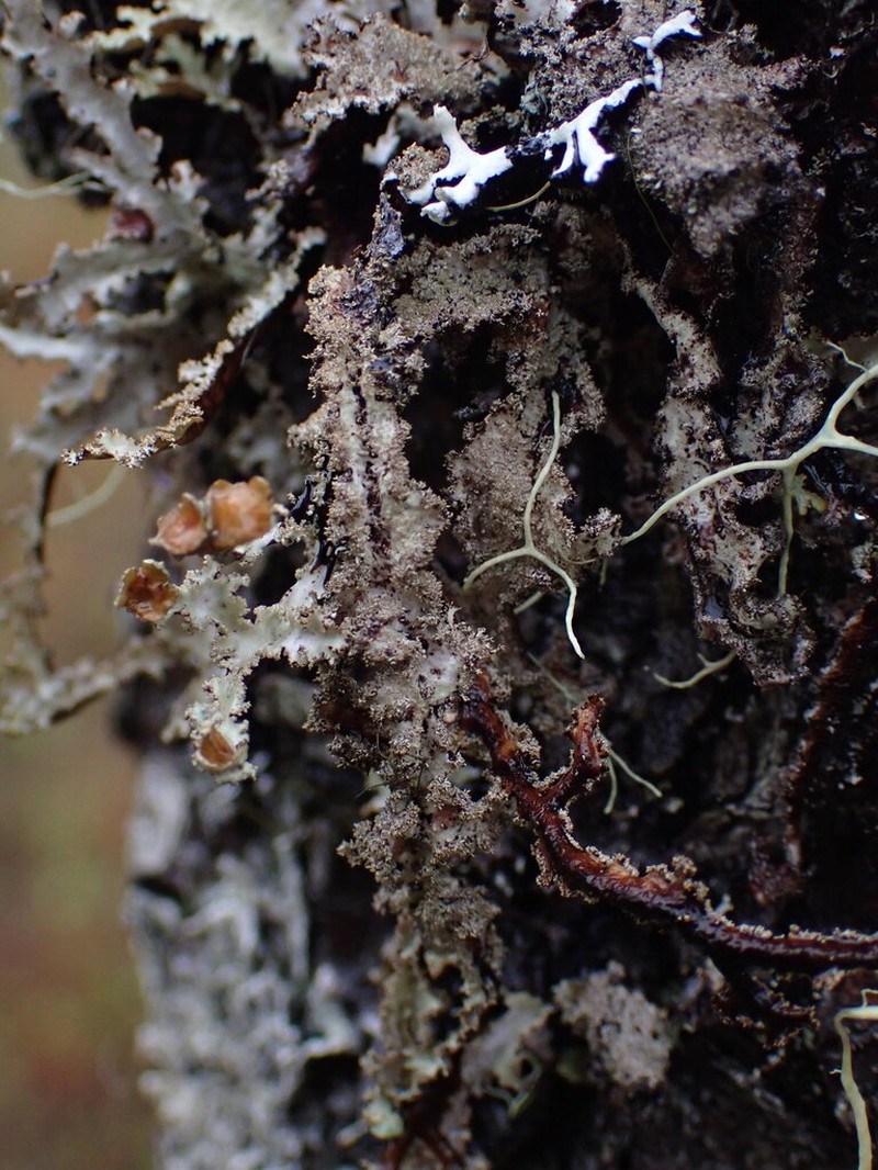Herre'S Ragged Lichen photo 5