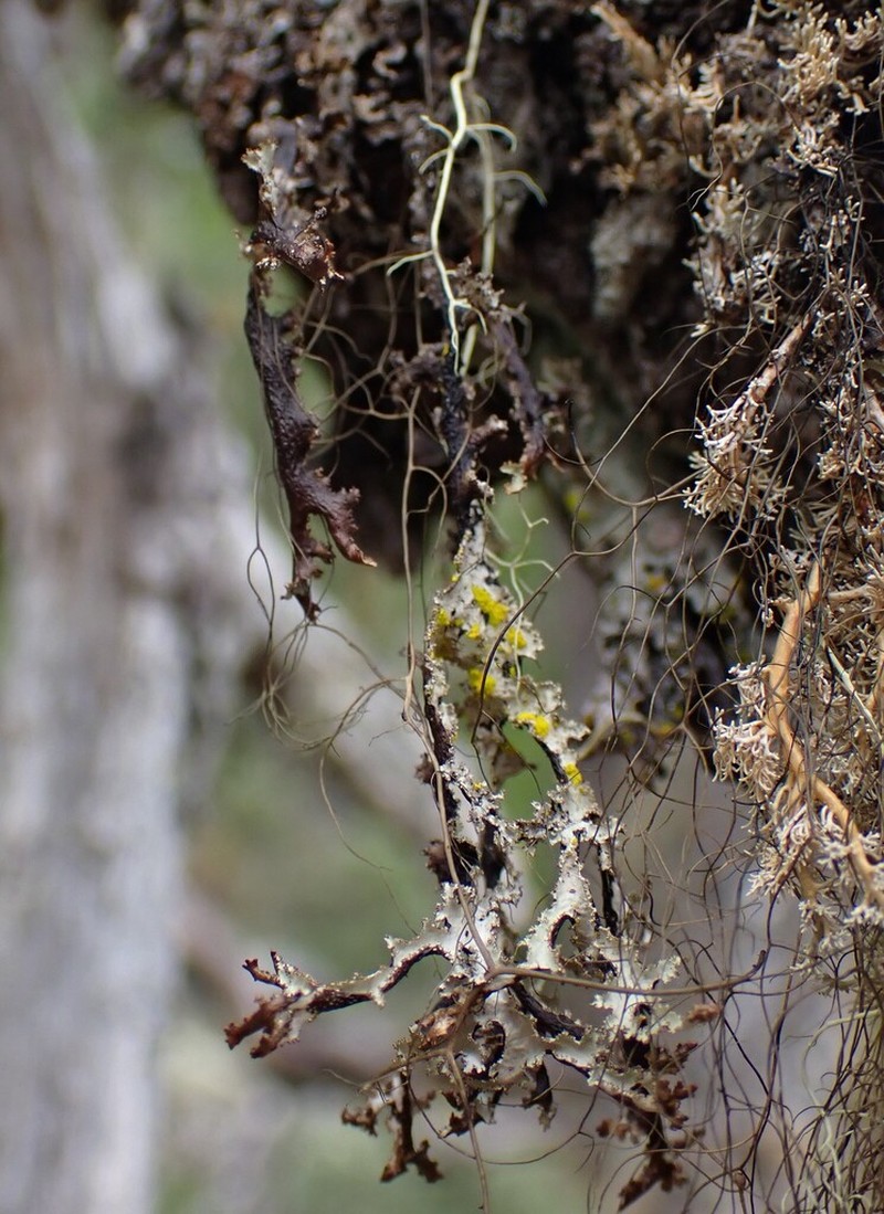 Herre'S Ragged Lichen photo 6