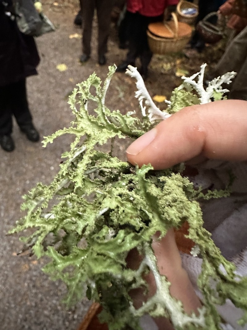 Herre'S Ragged Lichen photo 7