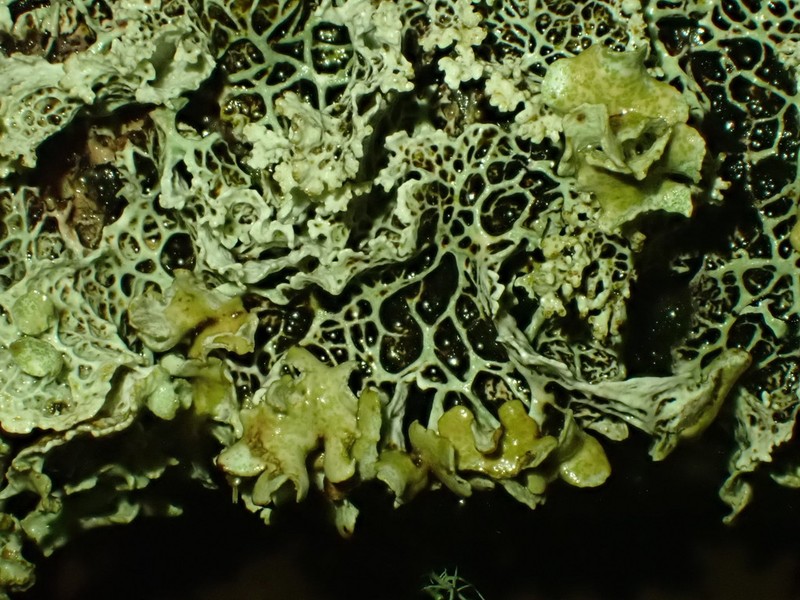 Ragged Lichen photo 2