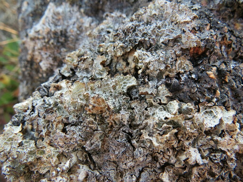 Ragged Lichen photo 3