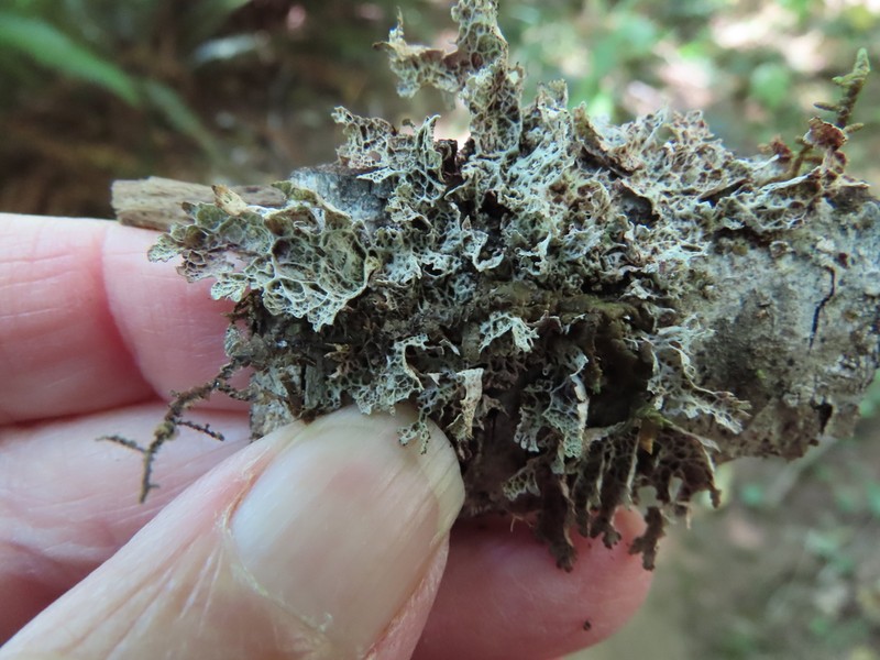 Ragged Lichen photo 4