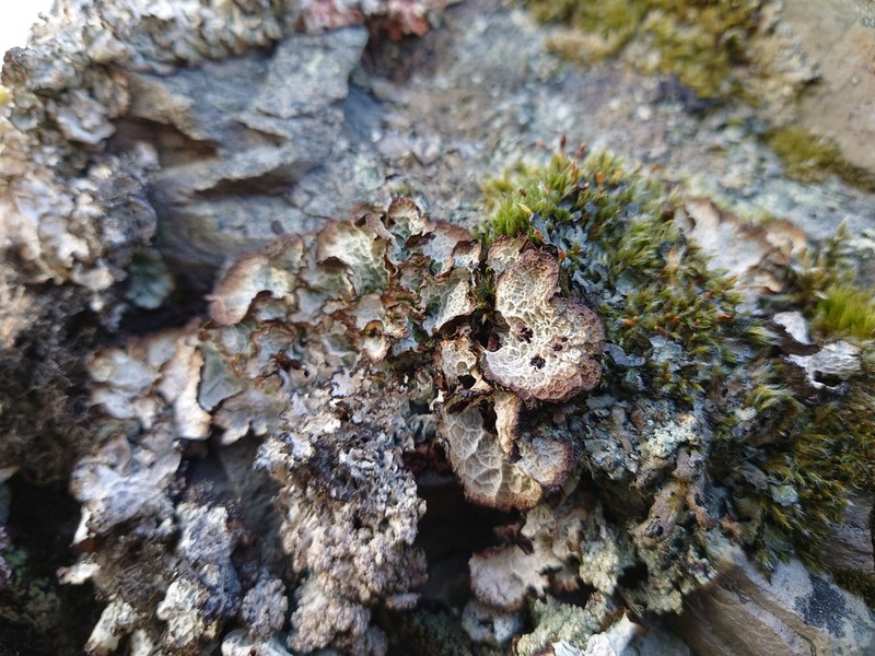 Ragged Lichen photo 5