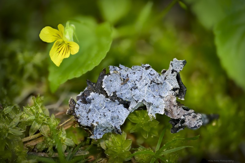 Ragged Lichen photo 6