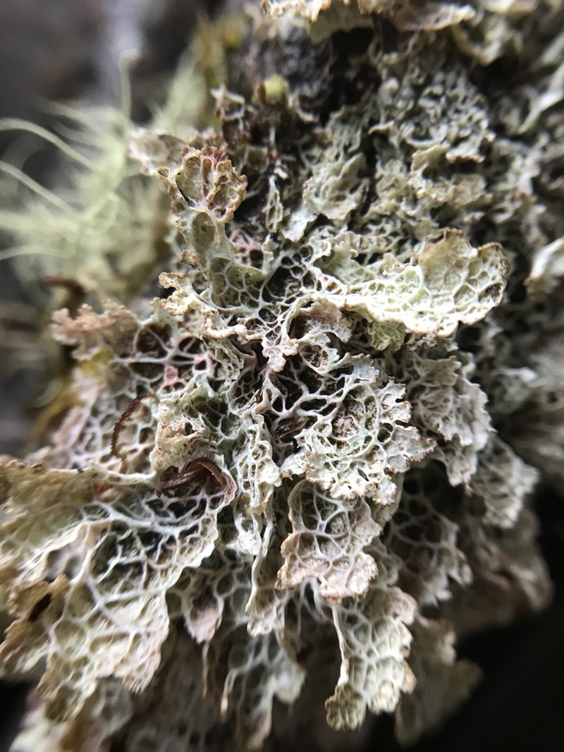 Ragged Lichen photo 7