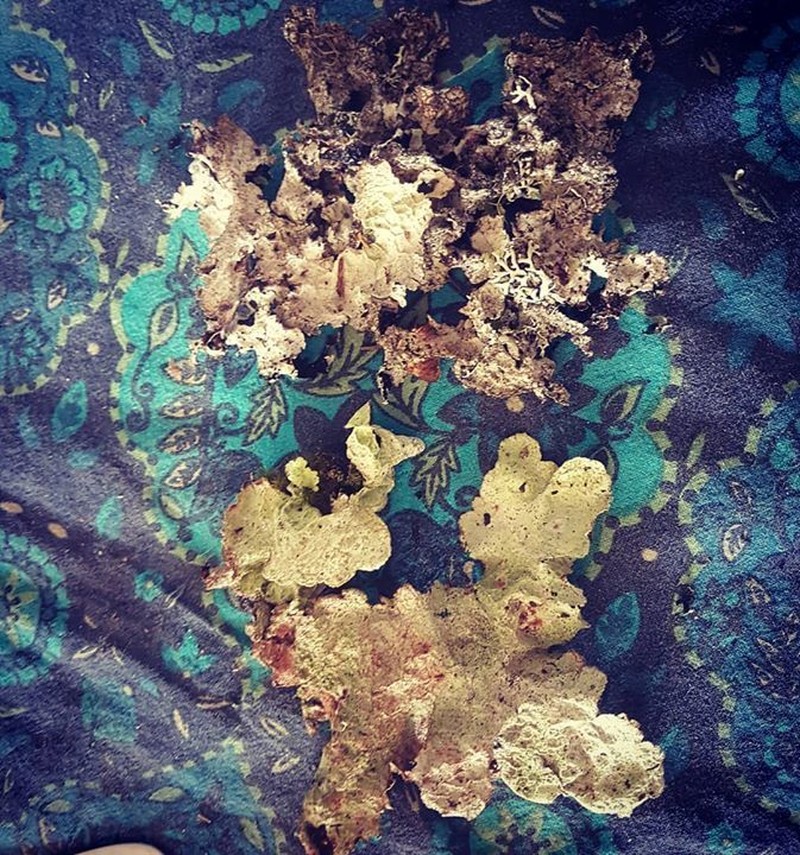 Norwegian Ragged Lichen