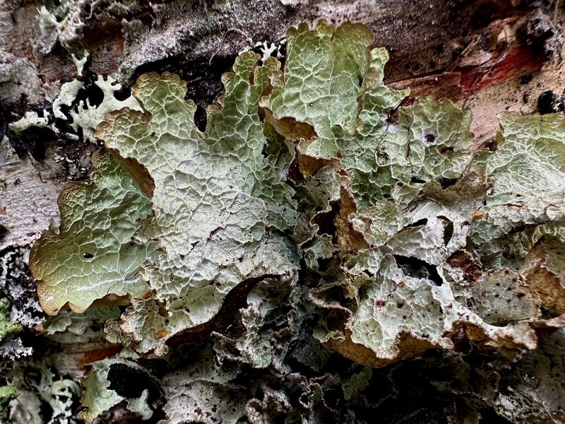 Norwegian Ragged Lichen photo 2