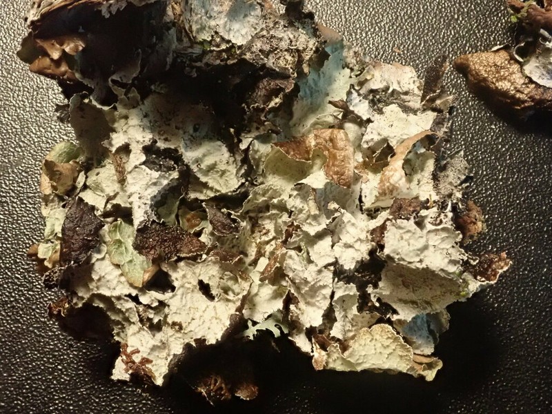 Norwegian Ragged Lichen photo 3