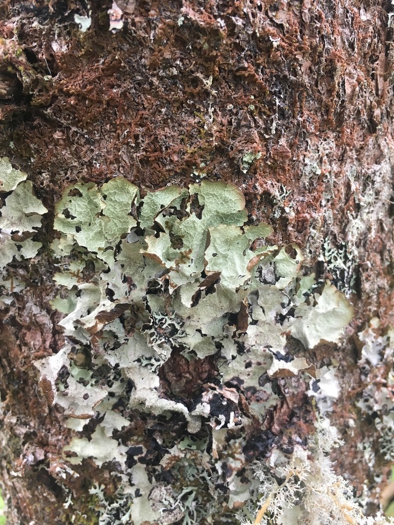 Norwegian Ragged Lichen photo 4