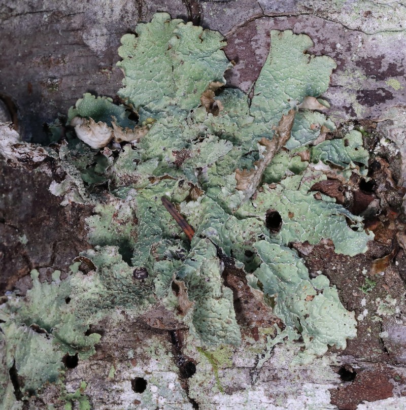 Norwegian Ragged Lichen photo 5