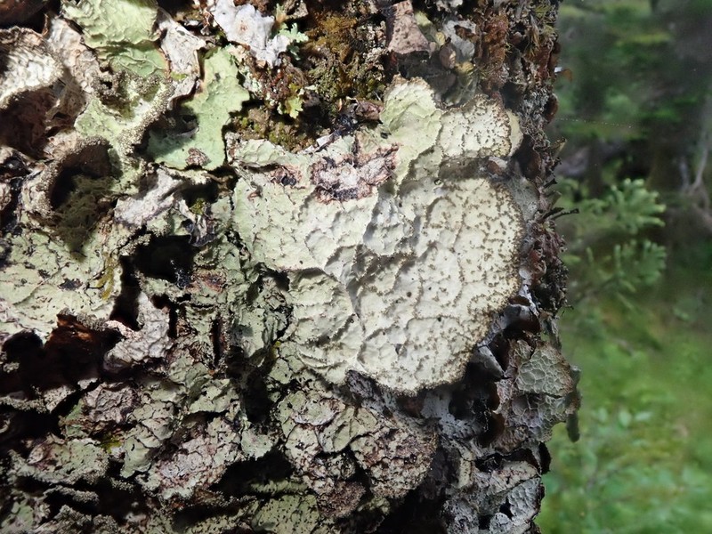 Norwegian Ragged Lichen photo 6