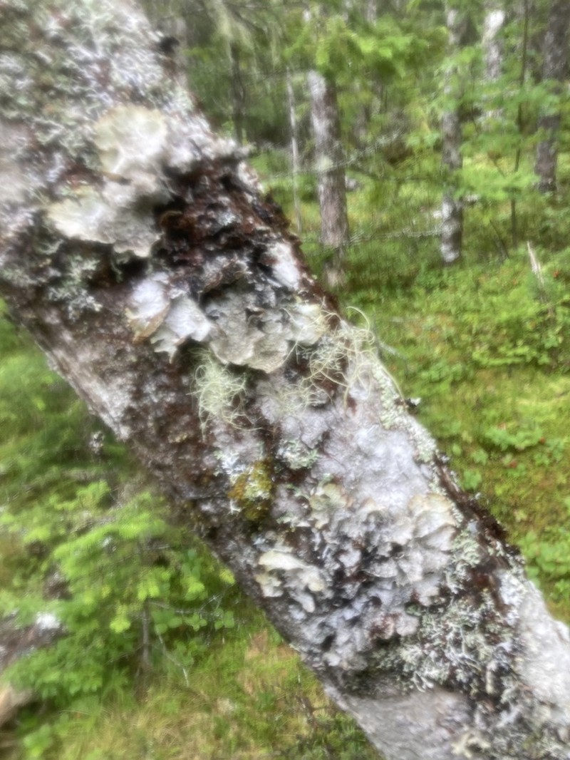 Norwegian Ragged Lichen photo 7
