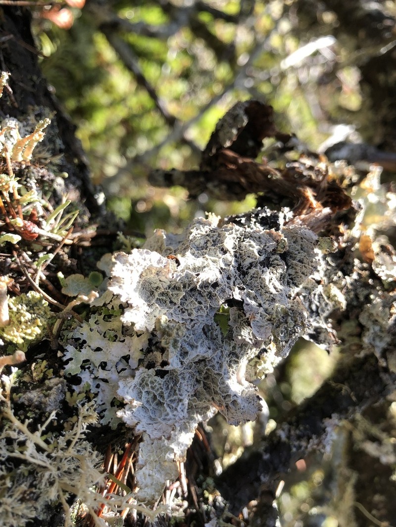 Norwegian Ragged Lichen photo 8