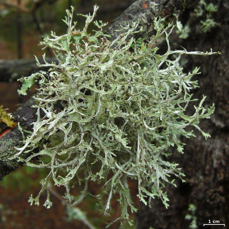 Ragged Lichen
