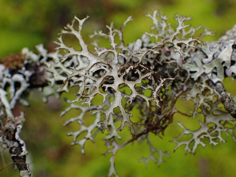 Ragged Lichen photo 2