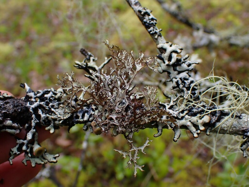 Ragged Lichen photo 3