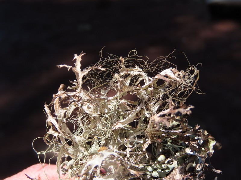 Ragged Lichen photo 4