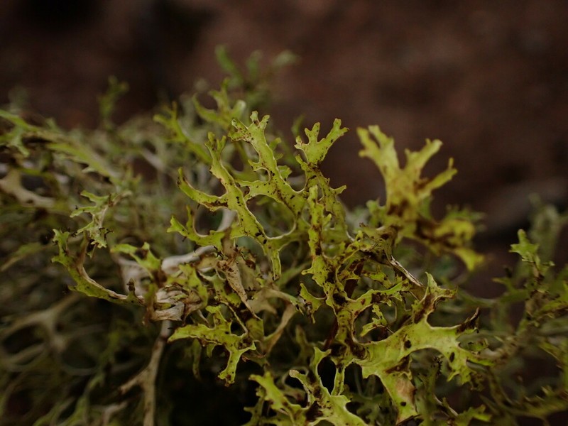 Ragged Lichen photo 5