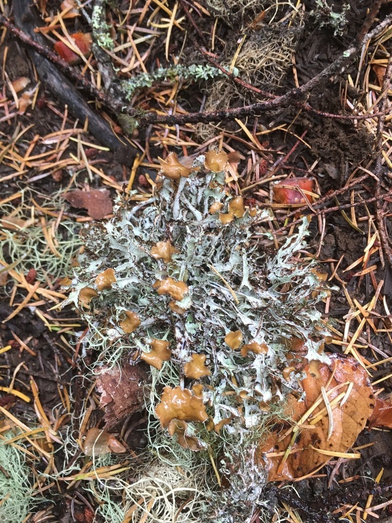 Ragged Lichen photo 6