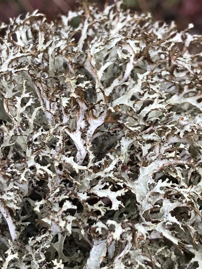Ragged Lichen photo 7