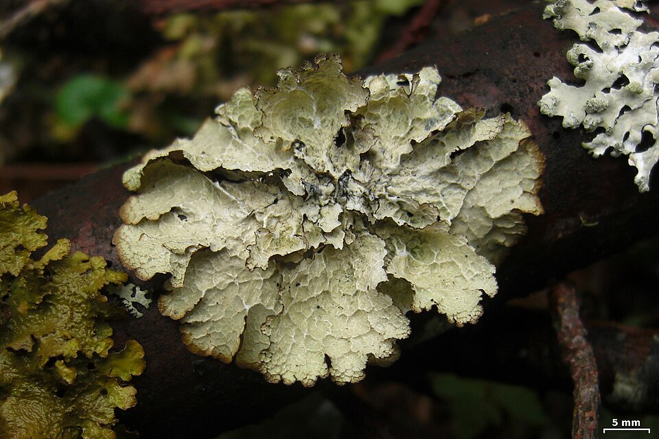 Tuckerman'S Ragged Lichen
