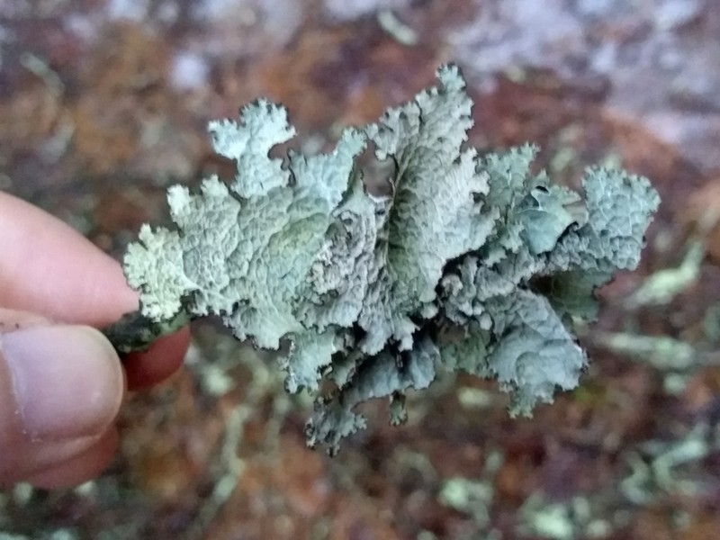 Tuckerman'S Ragged Lichen