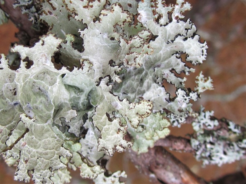 Tuckerman'S Ragged Lichen photo 2