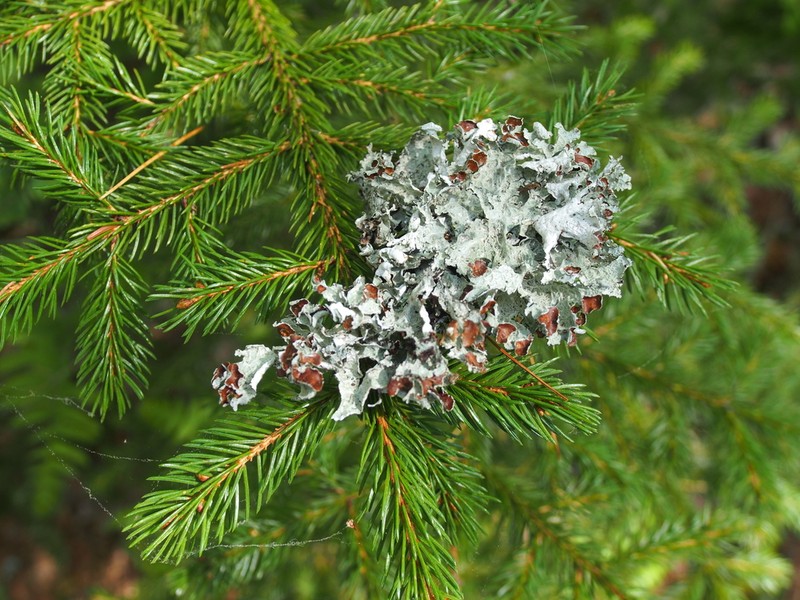 Tuckerman'S Ragged Lichen photo 3