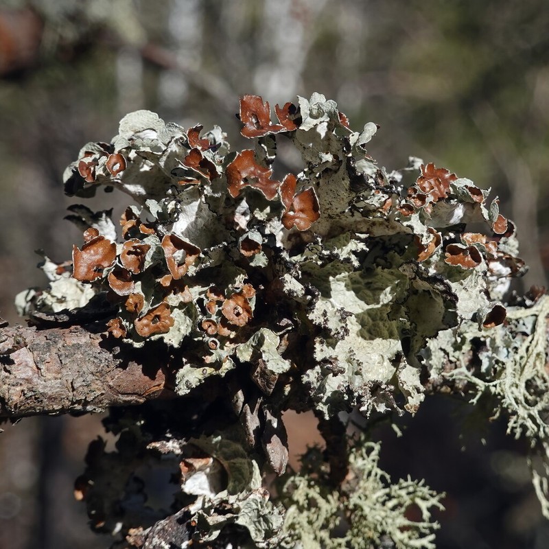 Tuckerman'S Ragged Lichen photo 4