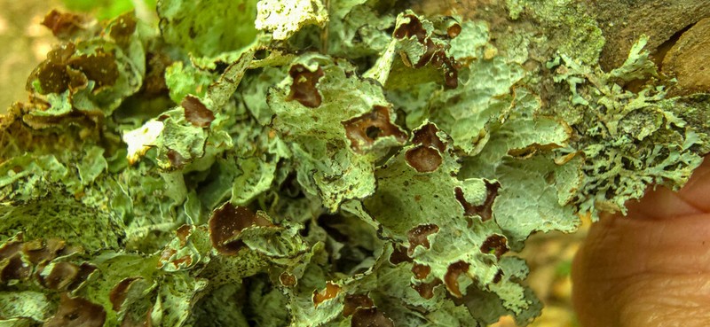 Tuckerman'S Ragged Lichen photo 5