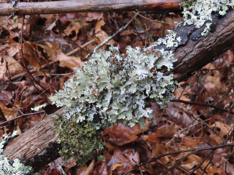 Tuckerman'S Ragged Lichen photo 6