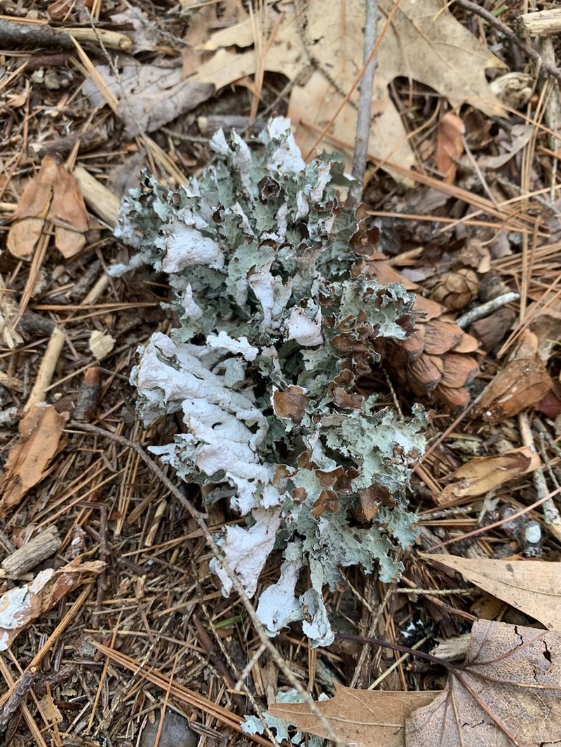 Tuckerman'S Ragged Lichen photo 7