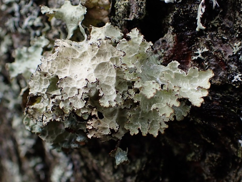 Tuckerman'S Ragged Lichen photo 8