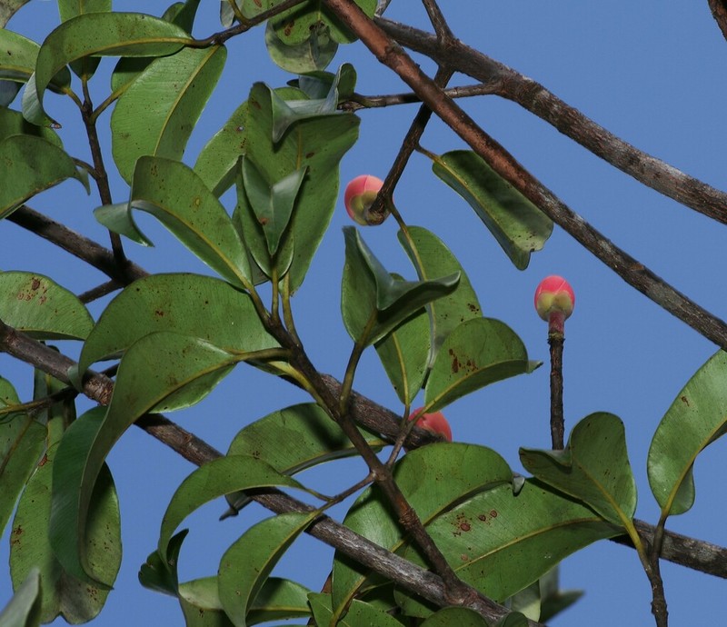 Platonia insignis photo 5