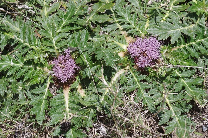 Platycarpha glomerata photo 2
