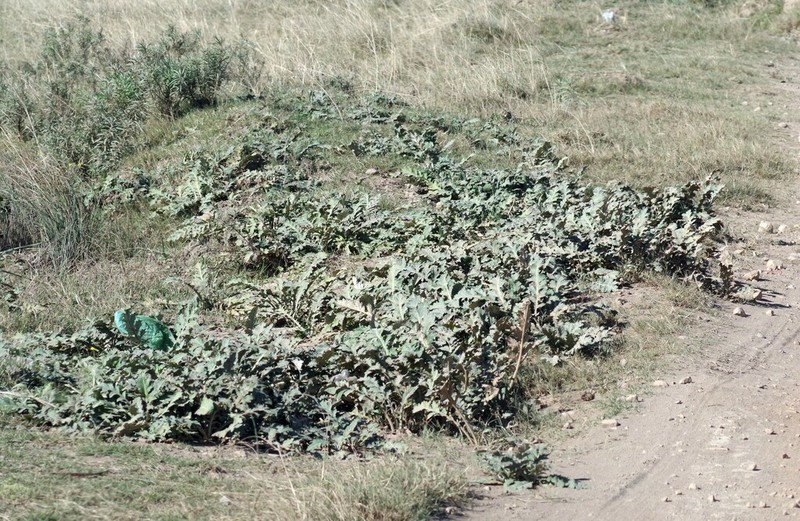 Platycarpha glomerata photo 3