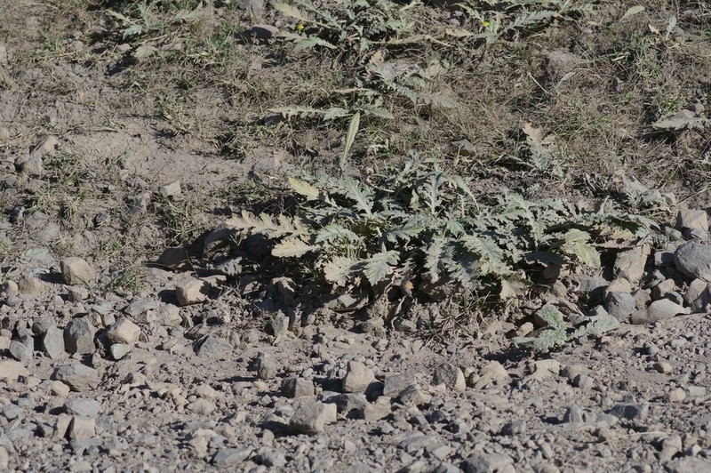 Platycarpha glomerata photo 4