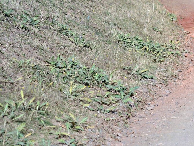 Platycarpha glomerata photo 5