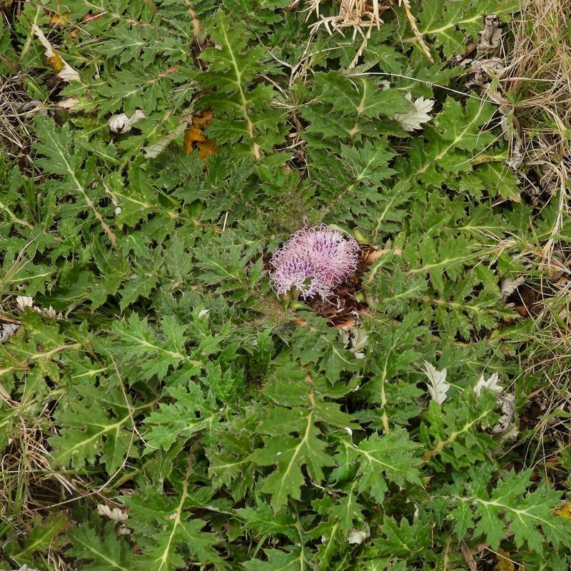 Platycarpha glomerata photo 6