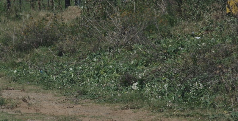 Platycarpha glomerata photo 7