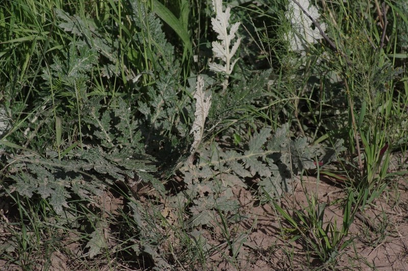 Platycarpha glomerata photo 8