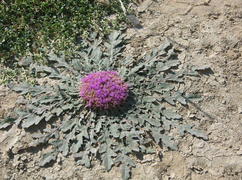 Platycarphella carlinoides