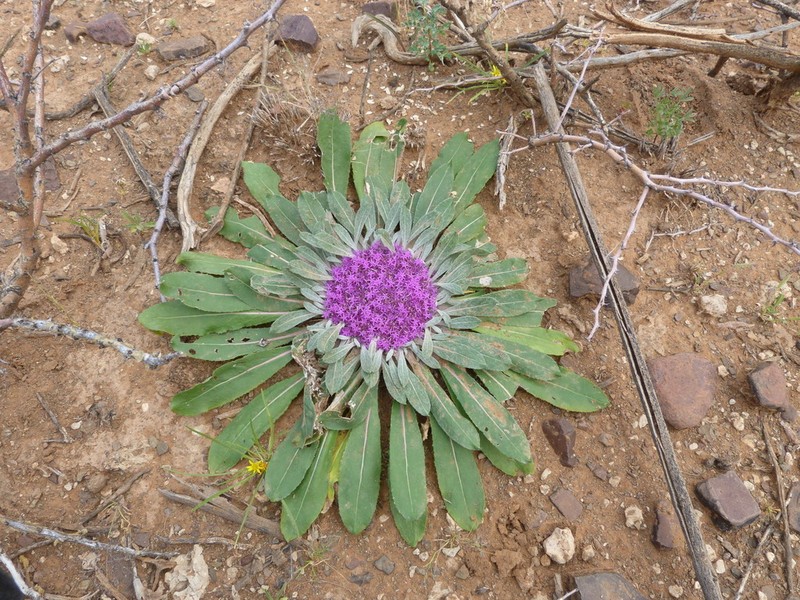 Platycarphella carlinoides photo 2