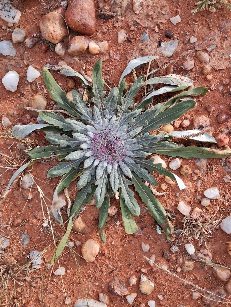 Platycarphella carlinoides photo 3