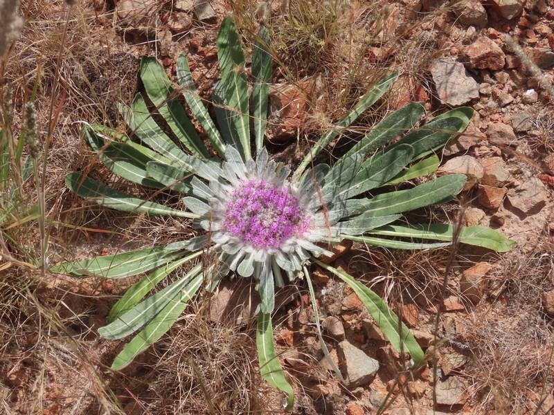 Platycarphella carlinoides photo 4