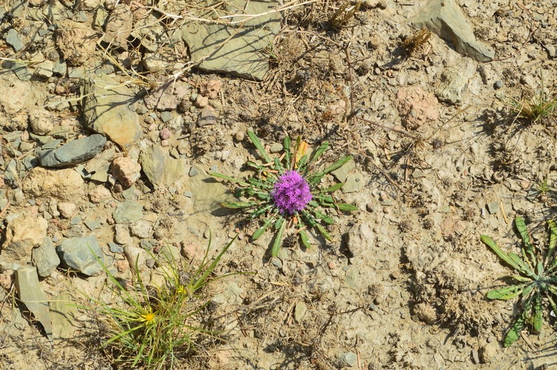 Platycarphella carlinoides photo 5