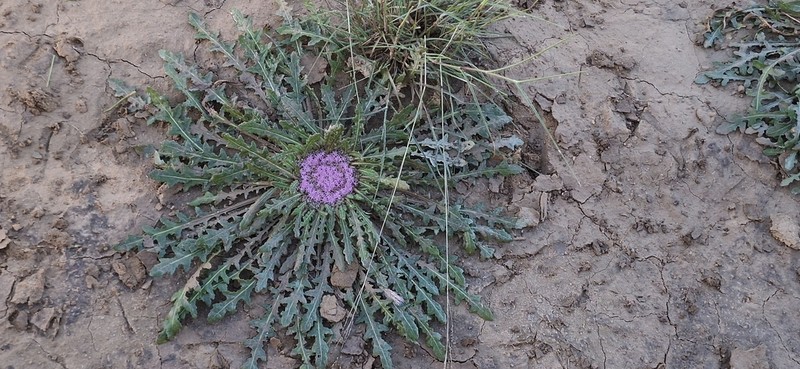 Platycarphella carlinoides photo 6