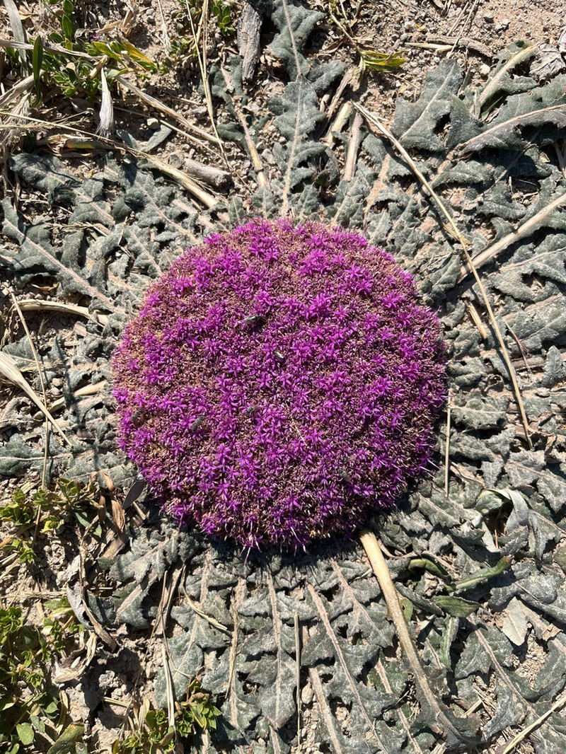 Platycarphella carlinoides photo 7