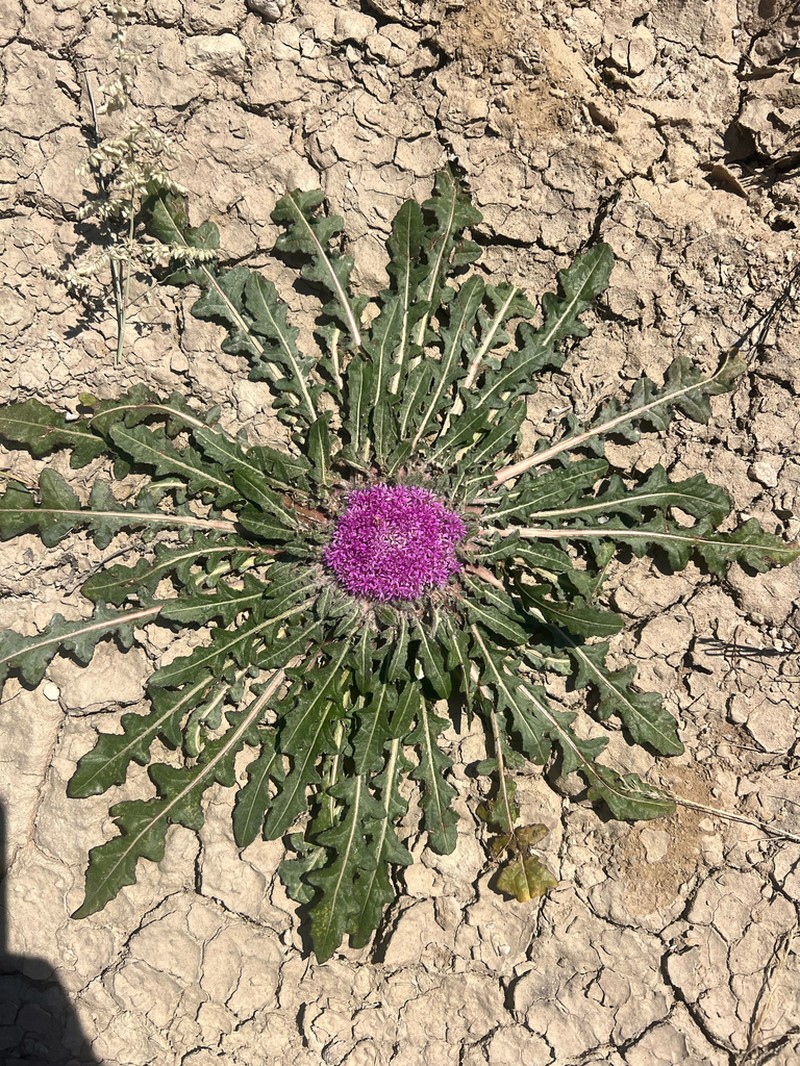 Platycarphella carlinoides photo 8