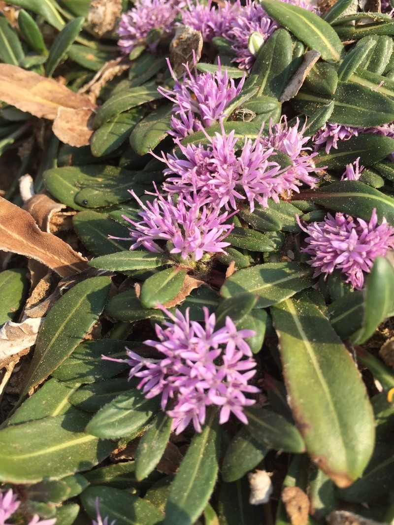Platycarphella parvifolia